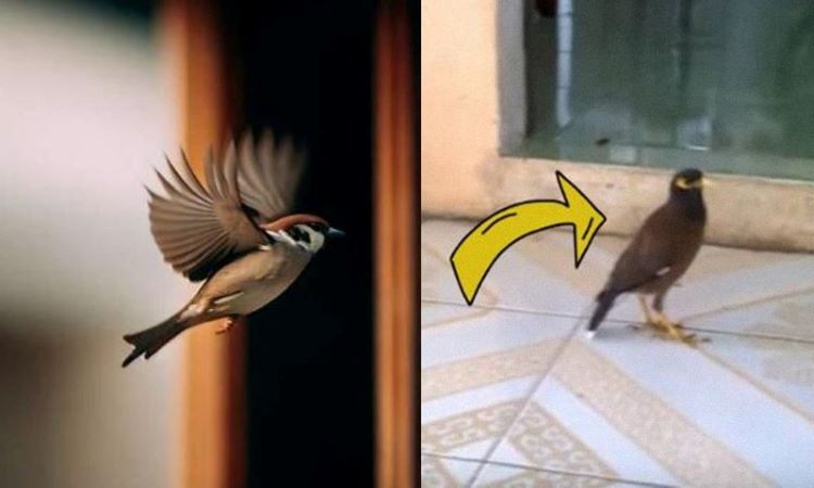 Chim bay vào nhà là điềm gì /chim bay vào nhà - giải mã ý nghĩa