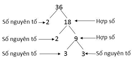 Số nguyên tố là gì