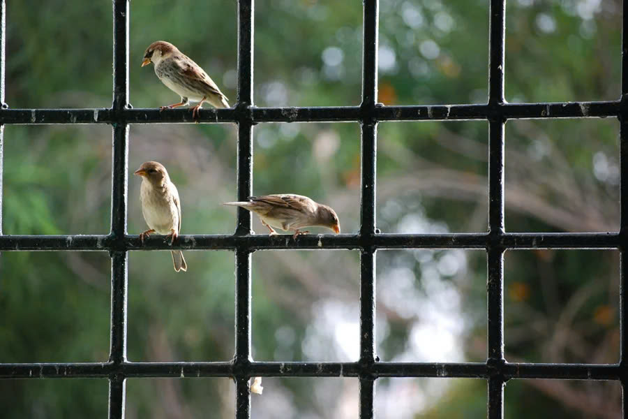 Chim bay vào nhà là điềm gì