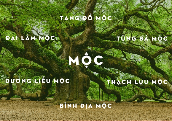 Mệnh mộc hợp với màu gì