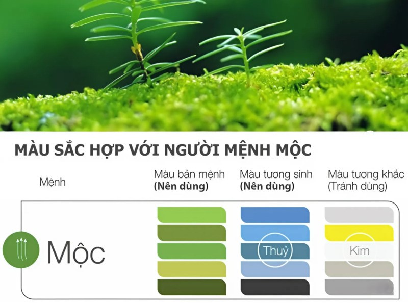 Người Mệnh Mộc Hợp Với Màu Gì? Tính Cách Người Mệnh Mộc